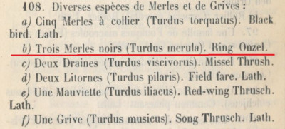 Trois Merles noir (Turdus Merula)- Ring Onzel.jpg