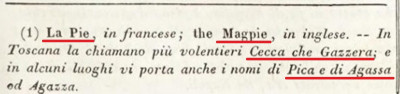 Della Gazzere, o Cecche - сорока (2).jpg