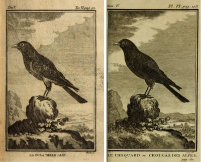 Pola ou Choucas Alpes.jpg