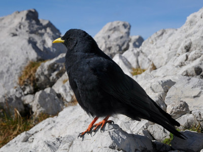 Alpendohle Pyrrhocorax graculus.jpg