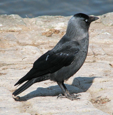 Jackdaw (Corvus monedula).jpg